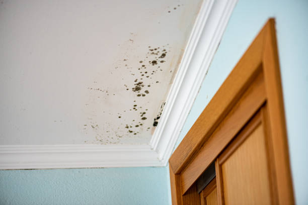 Why You Should Choose Our Mold Remediation Services in Banning, CA